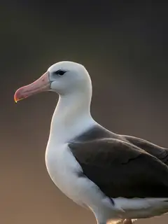 Cinematic photo of a albatross