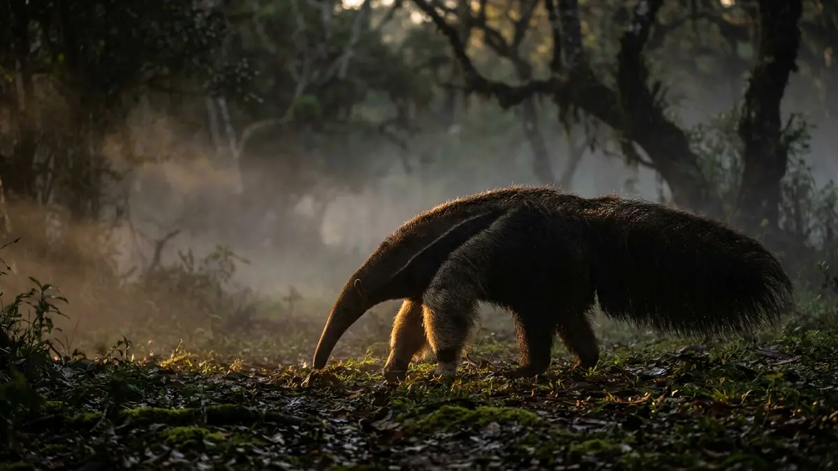 Cinematic photo of a anteater