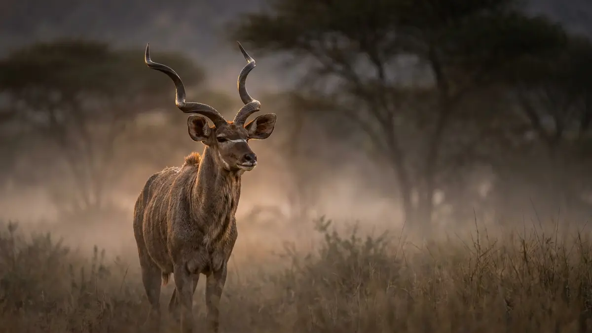 Cinematic photo of a antelope