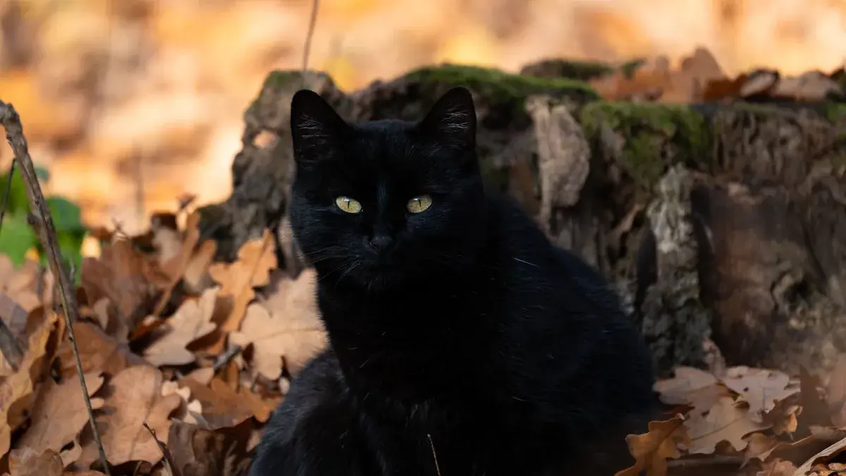 Free A black cat lounging on autumn leaves beside a tree stump, capturing the essence of fall. Stock Photo