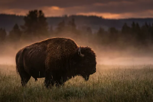 Cinematic photo of a buffalo bison