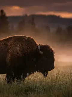 Cinematic photo of a buffalo bison