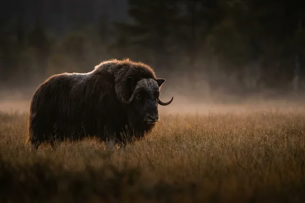 Cinematic photo of a bull ox