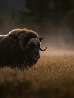 Cinematic photo of a bull ox
