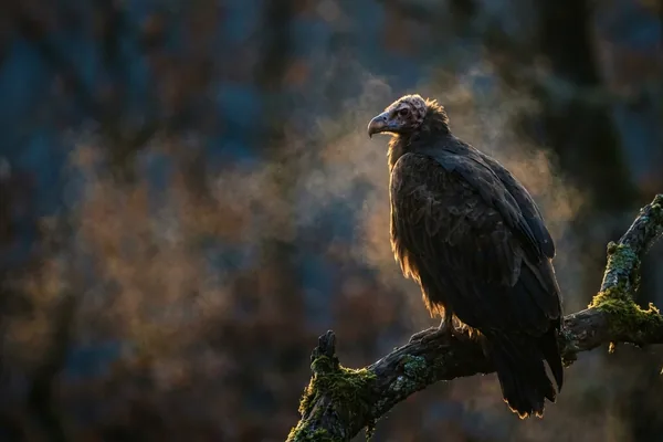 Cinematic photo of a buzzard vulture