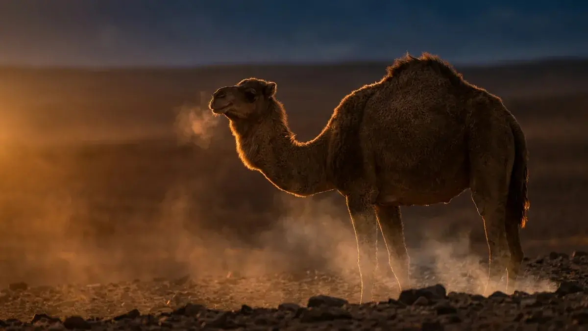 Cinematic photo of a camel