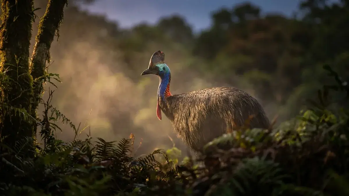 Cinematic photo of a cassowary