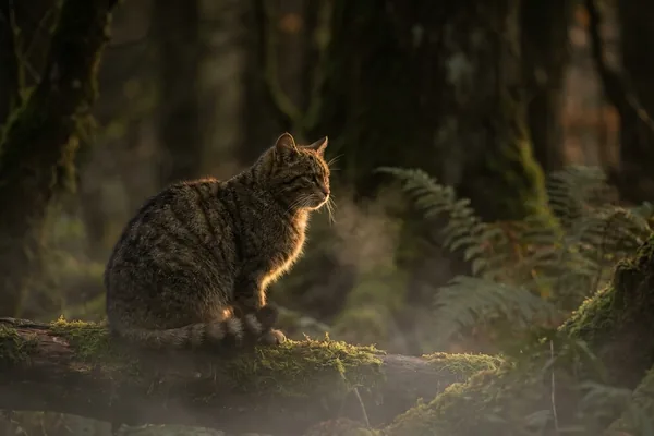 Cinematic photo of a cat