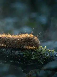 Cinematic photo of a caterpillar