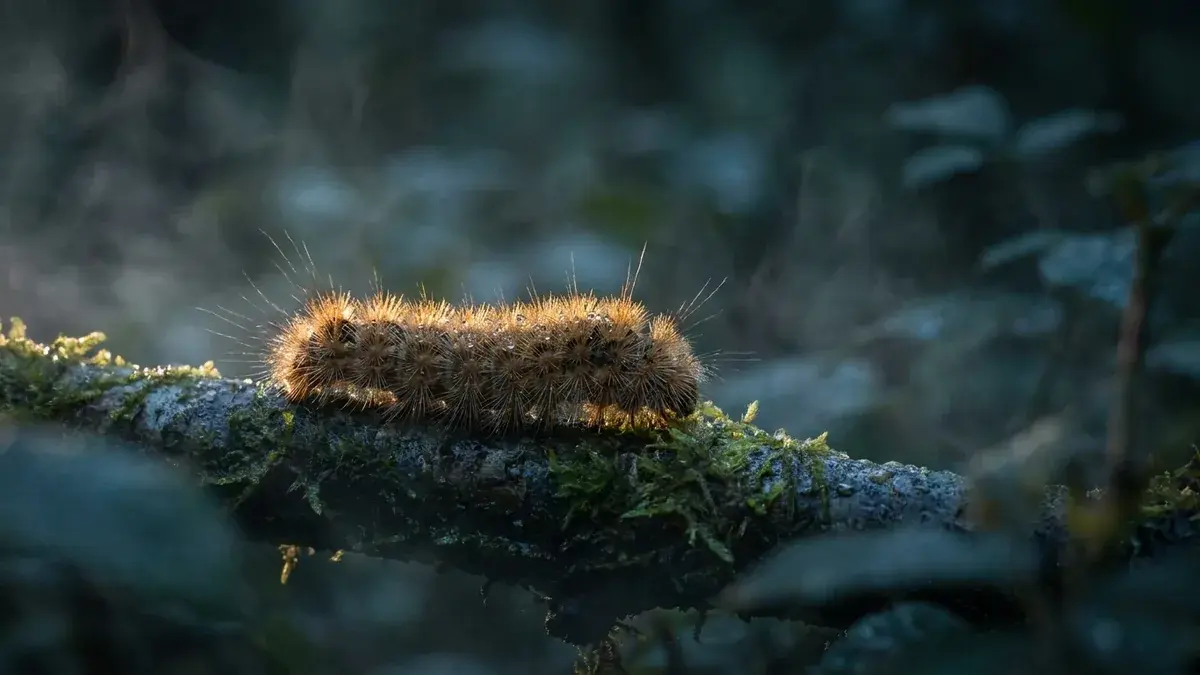Cinematic photo of a caterpillar