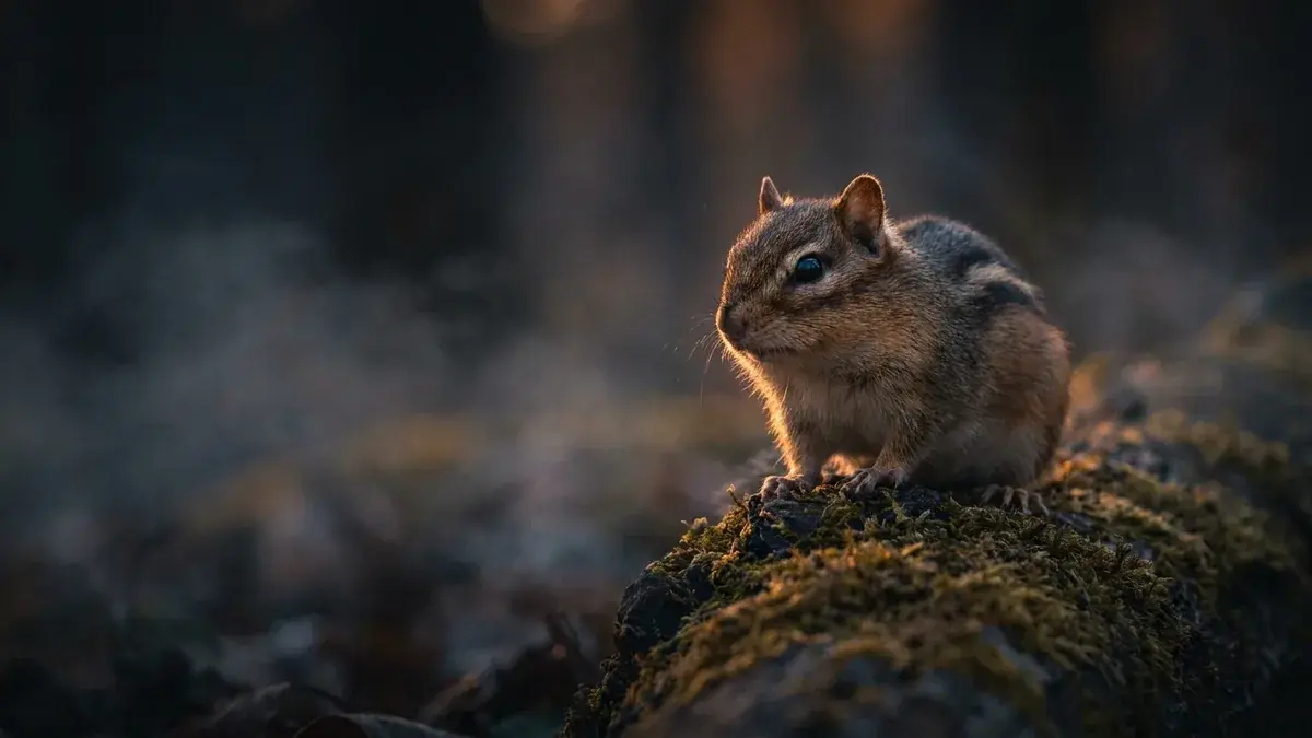 Cinematic photo of a chipmunk