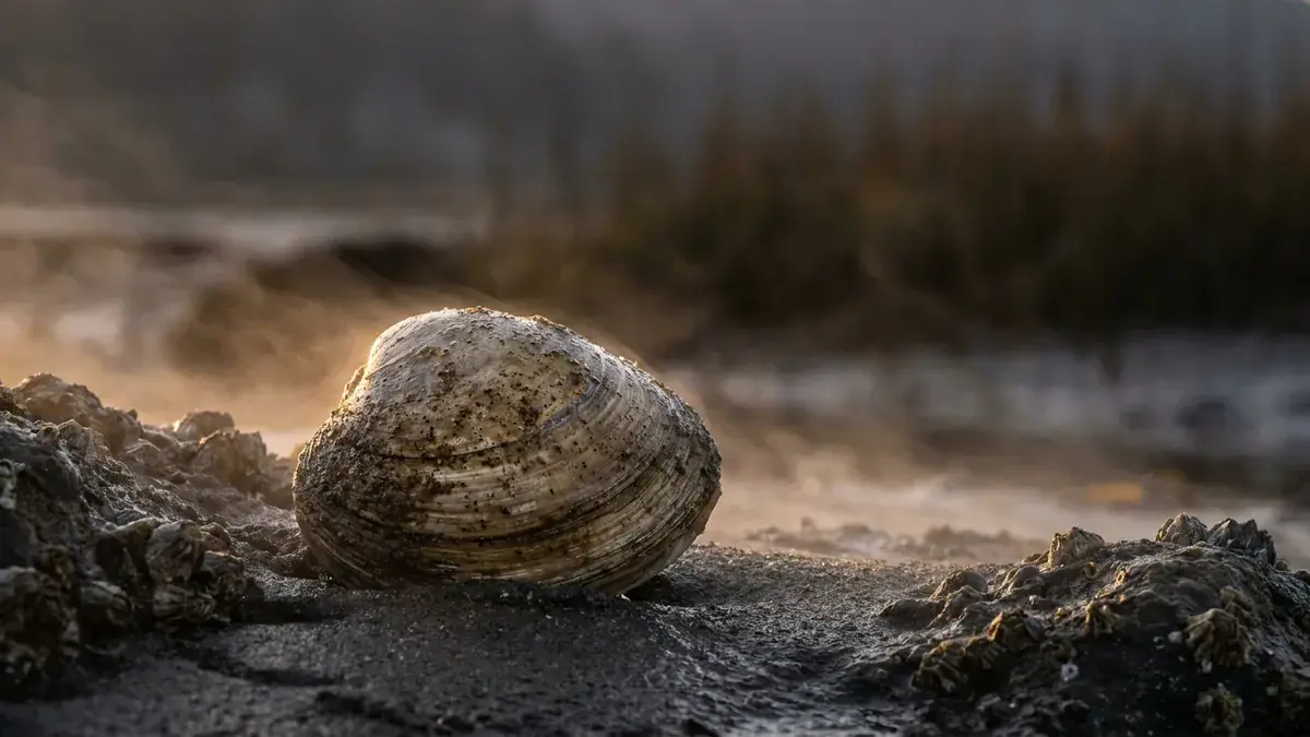 Cinematic photo of a clam