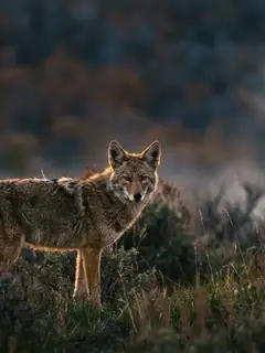 Cinematic photo of a coyote