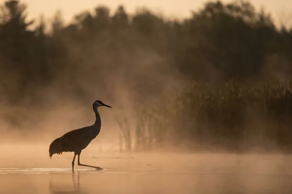 Cinematic photo of a crane