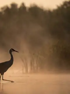Cinematic photo of a crane