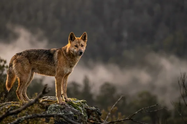 Cinematic photo of a dog