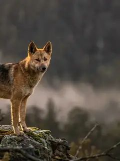 Cinematic photo of a dog