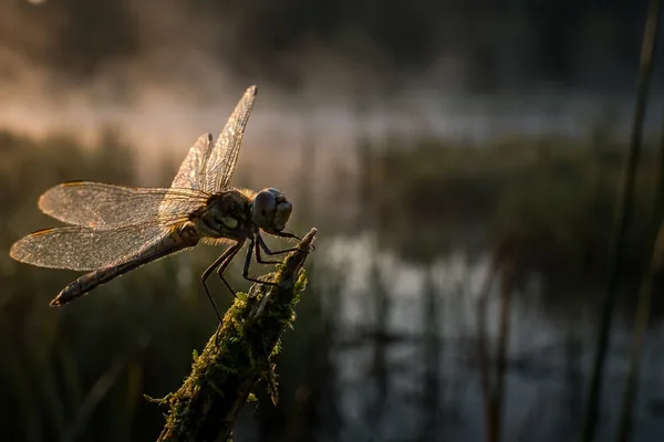 Cinematic photo of a dragonfly