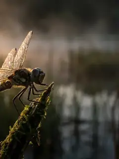 Cinematic photo of a dragonfly