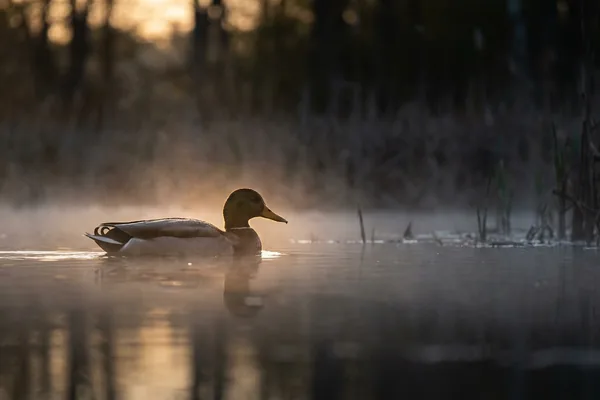 Cinematic photo of a duck