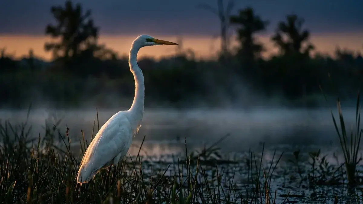 Cinematic photo of a egret