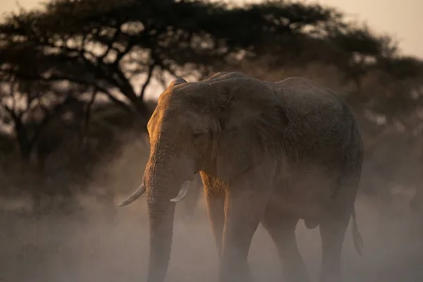 Cinematic photo of a elephant