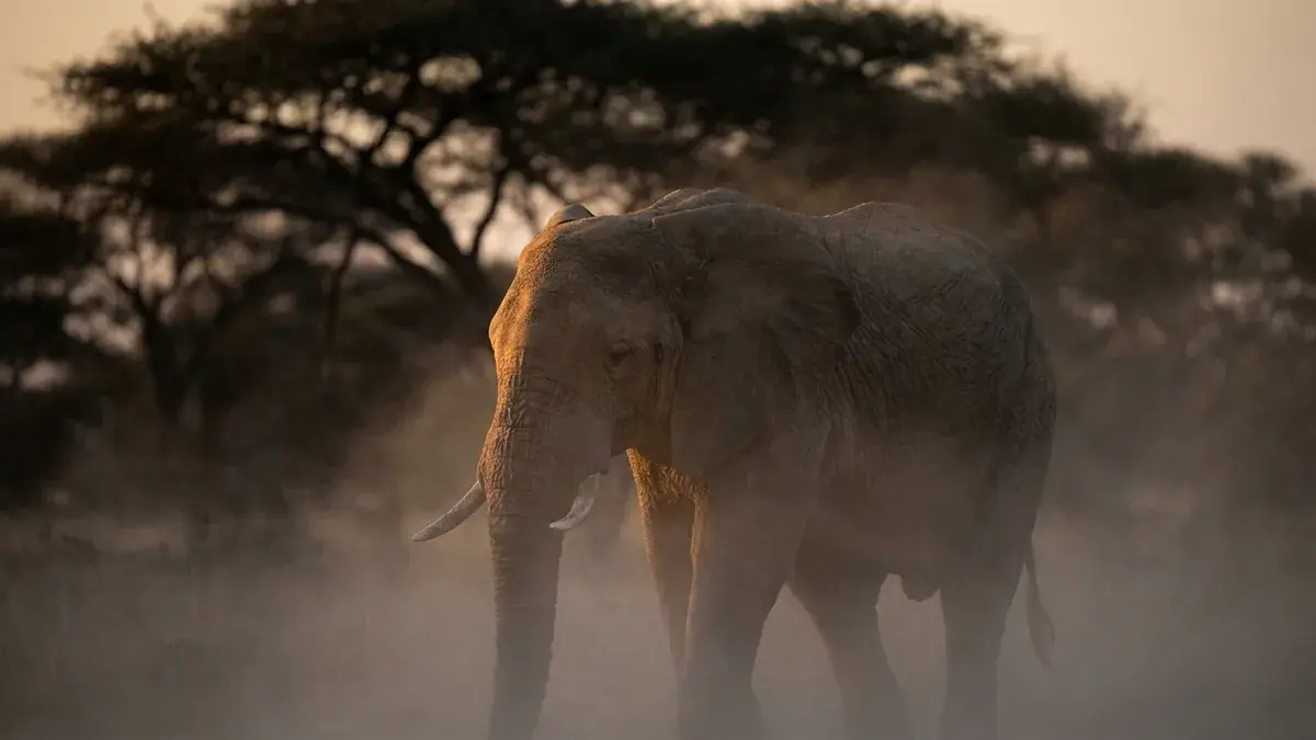 Cinematic photo of a elephant