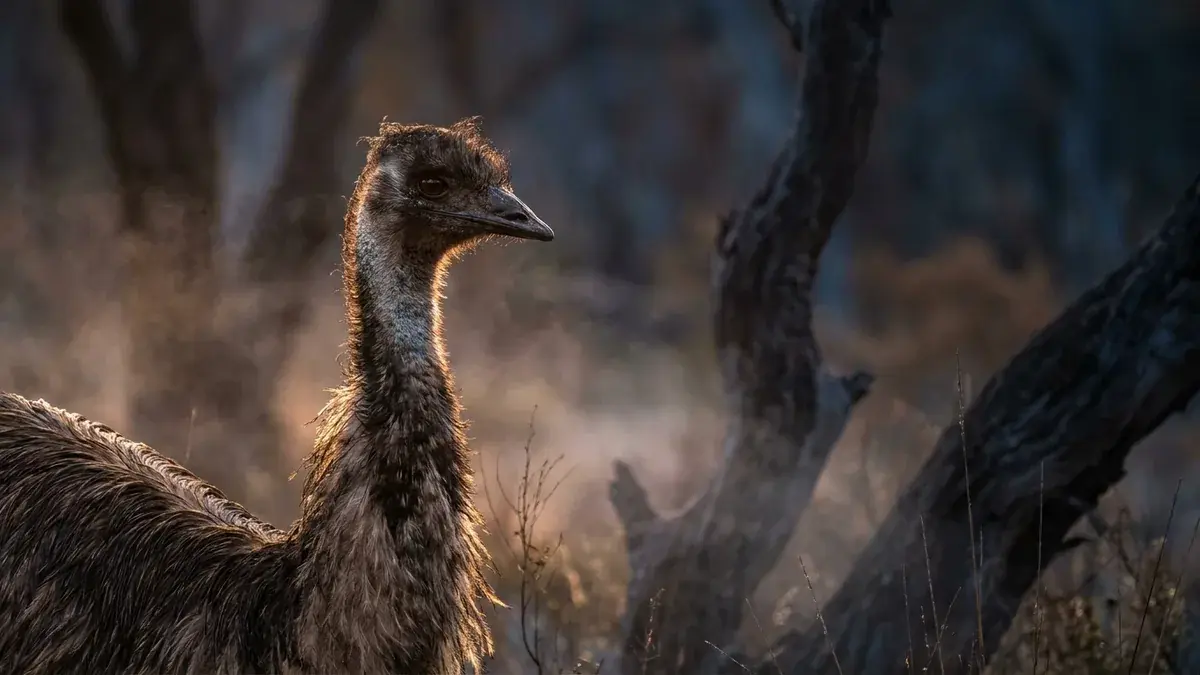 Cinematic photo of a emu