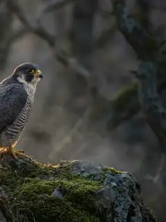 Cinematic photo of a falcon