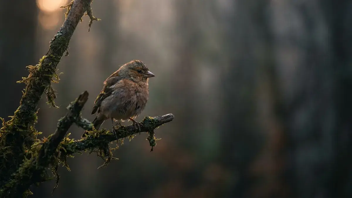 Cinematic photo of a finch
