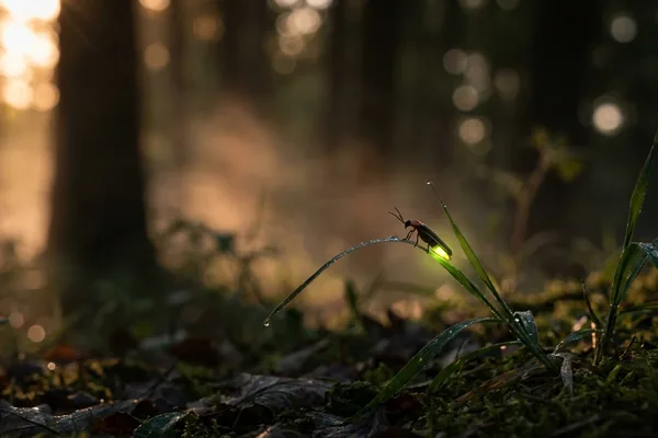 Cinematic photo of a firefly