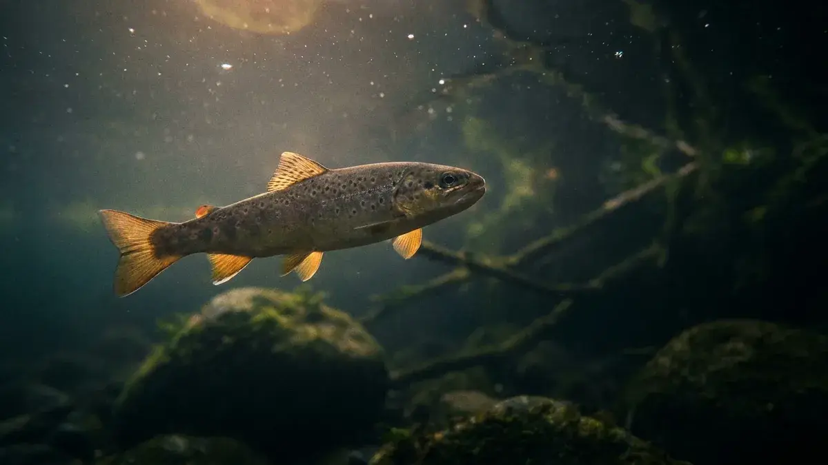 Cinematic photo of a fish