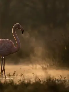 Cinematic photo of a flamingo