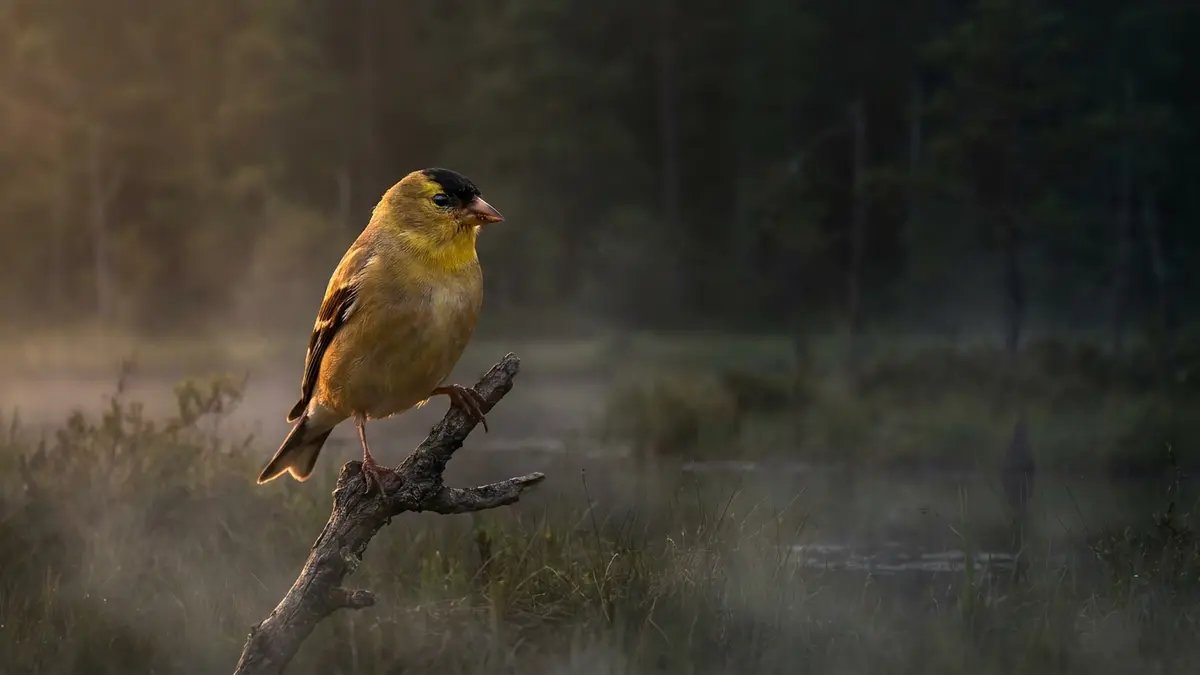 Cinematic photo of a goldfinch