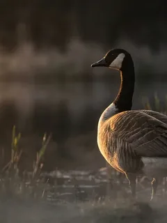 Cinematic photo of a goose