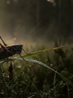 Cinematic photo of a grasshopper cricket