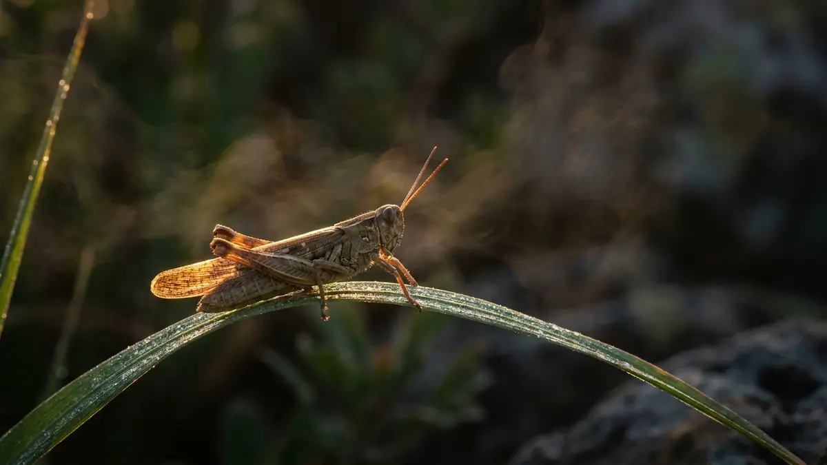 Cinematic photo of a grasshopper