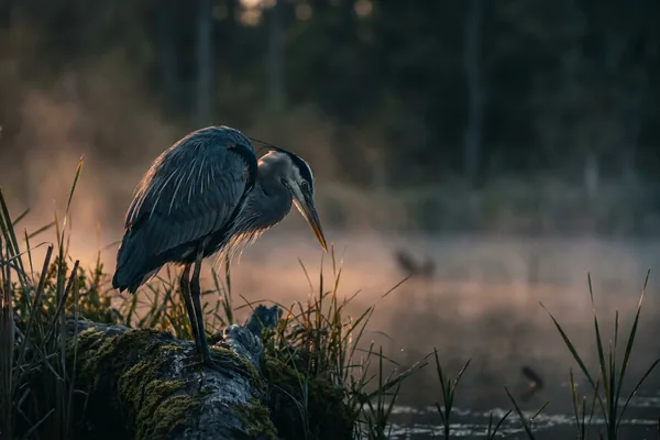 Cinematic photo of a heron