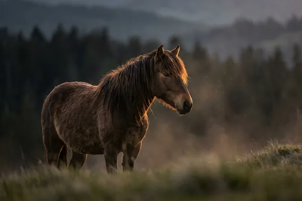 Cinematic photo of a horse
