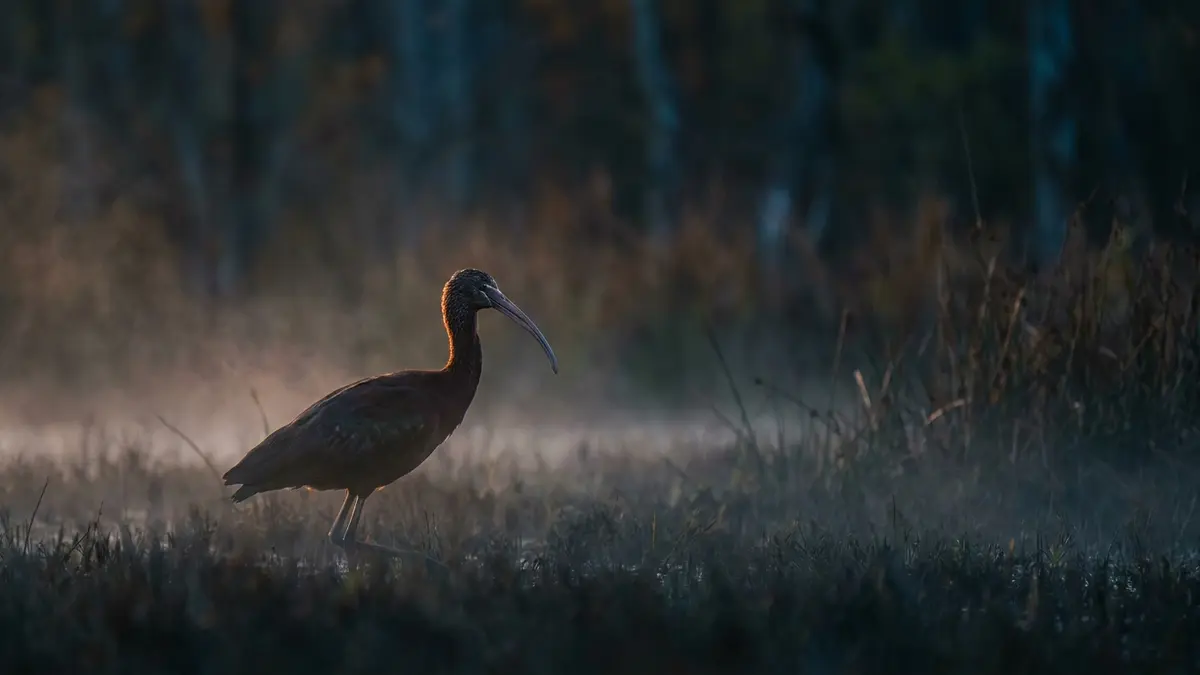 Cinematic photo of a ibis