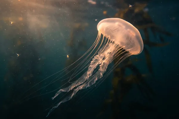 Cinematic photo of a jellyfish