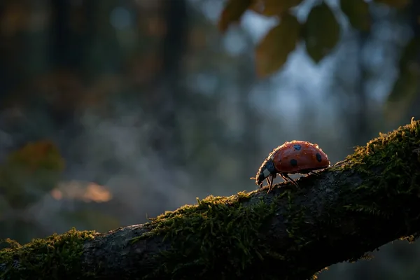 Cinematic photo of a ladybug