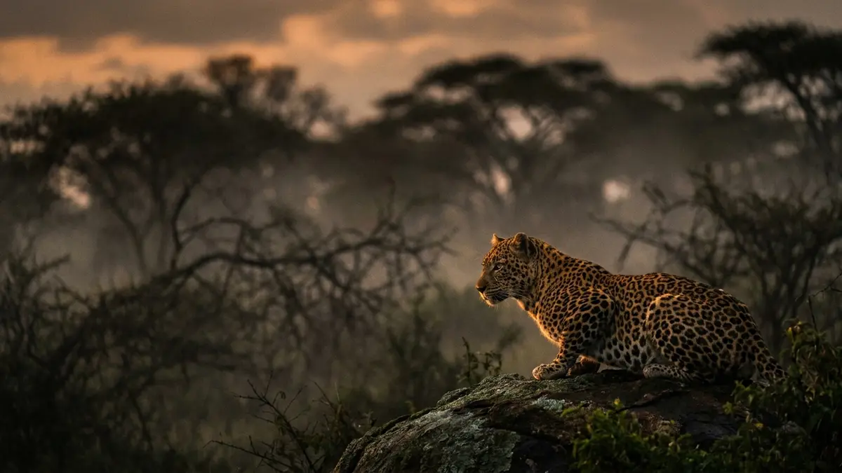 Cinematic photo of a leopard