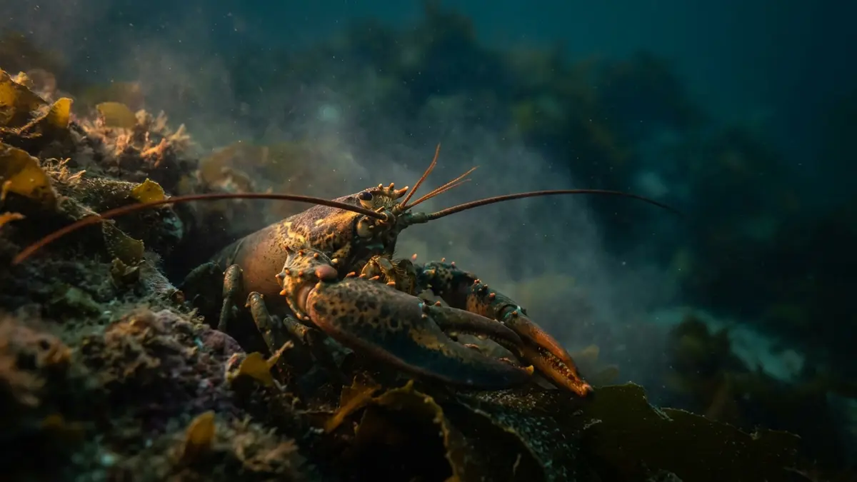 Cinematic photo of a lobster
