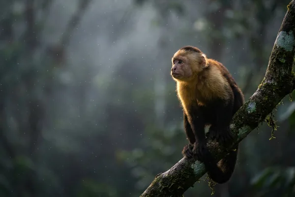Cinematic photo of a monkey