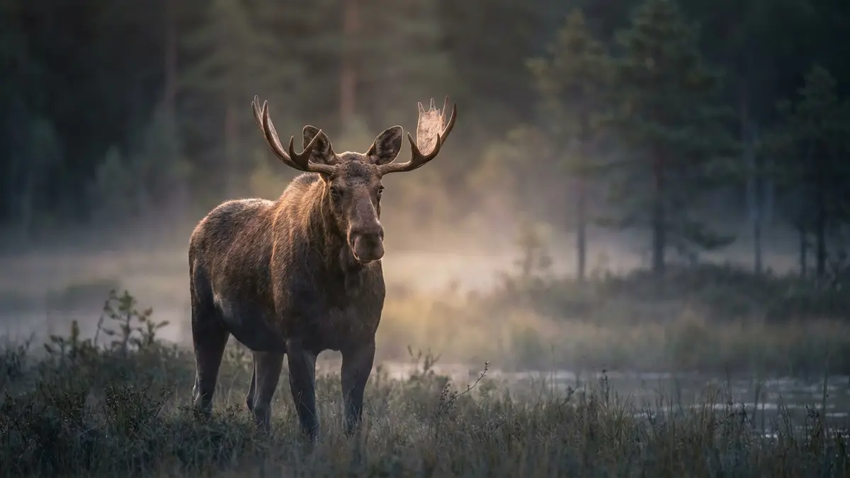 Cinematic photo of a moose elk