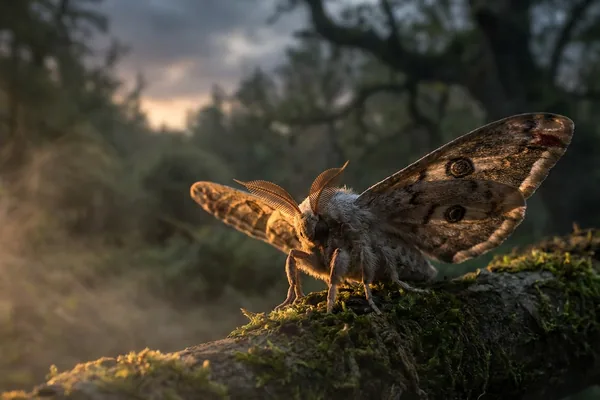 Cinematic photo of a moth