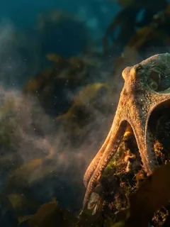 Cinematic photo of a octopus