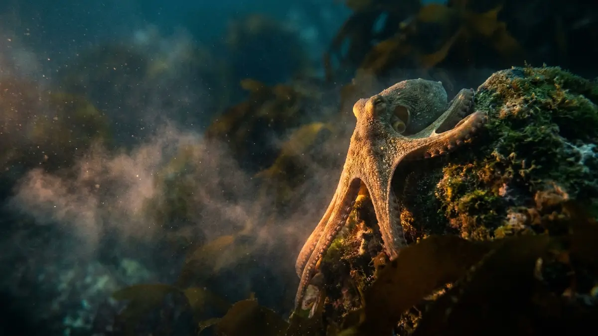 Cinematic photo of a octopus