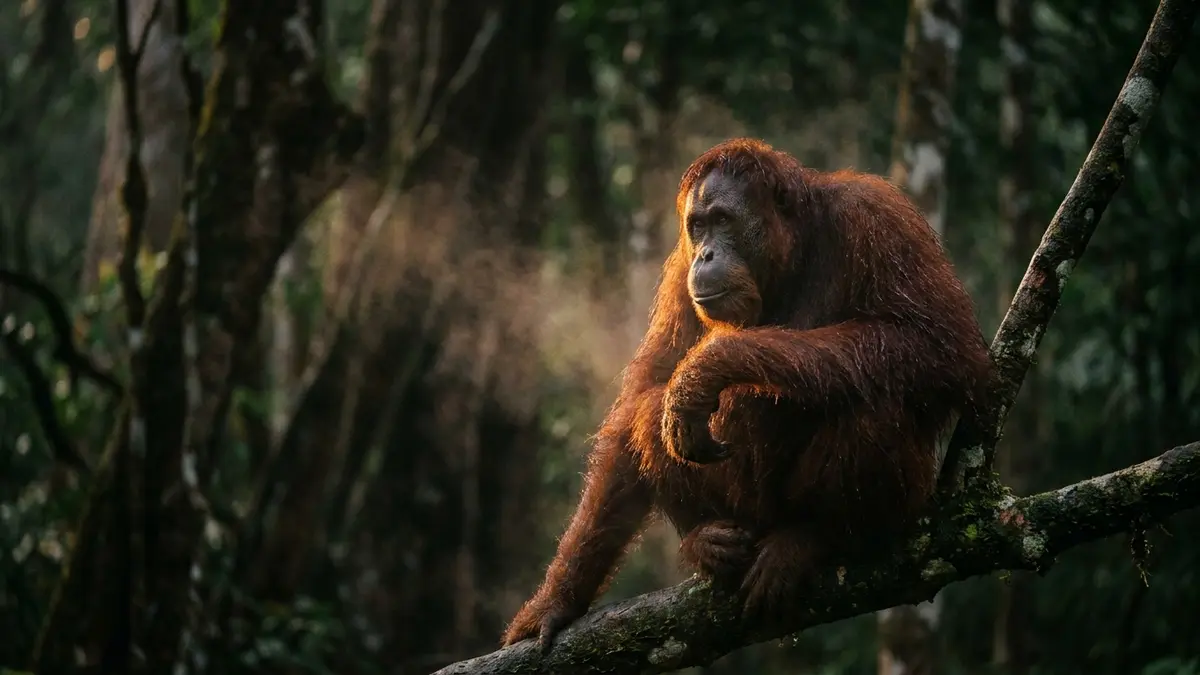 Cinematic photo of a orangutan